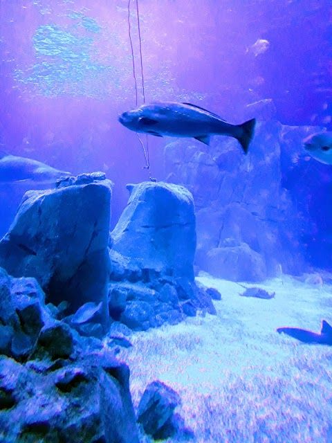 Aquarium d'Istanbul